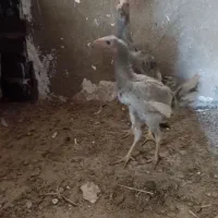 جوجه لاری طوس|حیوانات مزرعه|گالیکش, |دیوار