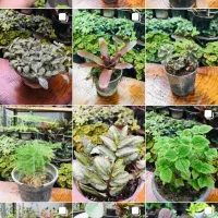 استخدام کارگر خانوم جهت تازیین گل و گیاه