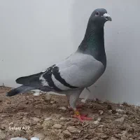 ابلق|پرنده|گنبد کاووس, |دیوار