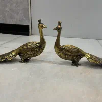 طاووس برنزی