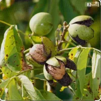 خانه فارسان