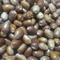 سنجد تازه و درشت