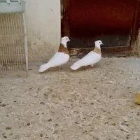 ماده طوقی همرنگ کبوتر کفتر|پرنده|مشهد, شهید احمدی روشن|دیوار