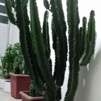 گل کاکتوس بن سای|گل و گیاه طبیعی|شیراز, آزادگان|دیوار