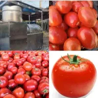 آب گیری گوجه آبگوجه گیری