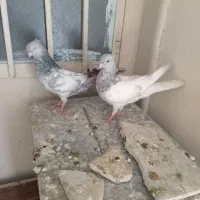 کله الماسی و سبز سینه