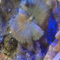 اکواریوم ابشور|ماهی|سهند, |دیوار