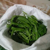 سبز ی کوی تازه قیمت ۱۵۵۰