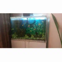 آکواریوم زیبا