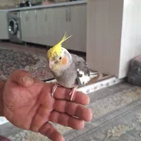 عروس هلندی|پرنده|پاوه, |دیوار