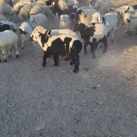 ۲۸گوسفند زاییده و۱۰گوسفند آبستن و۱۱بره پارسالی|حیوانات مزرعه|زاهدان, |دیوار