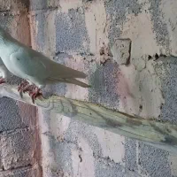 کبوتران پرشی|پرنده|خوی, |دیوار