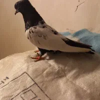 سرته ،نباتی،اسبی