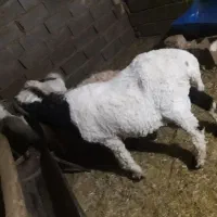 بره و کره|حیوانات مزرعه|رفسنجان, |دیوار