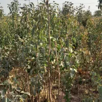 نهال|گل و گیاه طبیعی|نیشابور, فضل|دیوار