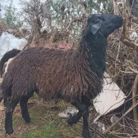 گوسفندهای نر رومانوف و افشار کیلویی ۴۰۰ تومن مقطوع|حیوانات مزرعه|لنگرود, |دیوار