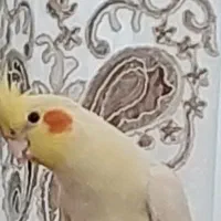 عروس هلندی گمشده