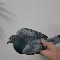 کبوترمسافتی|پرنده|هشتگرد, گلسار|دیوار