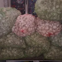 سیر