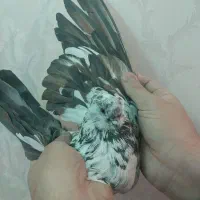 کبوتر . فروشی.