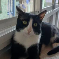 واگذاری گربه رایگان|گربه|قائم‌شهر, |دیوار