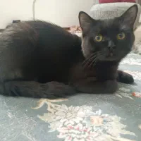 گربه اسکاتیش