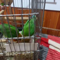 طوطی برزیلی