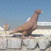کبوتر|پرنده|شیراز, شریف‌آباد|دیوار