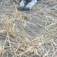 سگ نگهبان