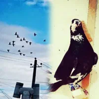 یکسرشال جلدکردن چاشنی بازی،توضیحات