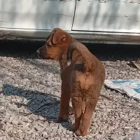 توله ژرمن شپرد