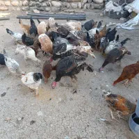 خروس و بوقلمون و وارگ|حیوانات مزرعه|ماهیدشت, |دیوار