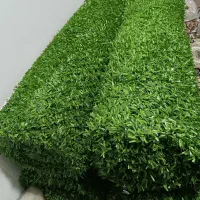 فنس چمنی دیوار پوش|عمدهفروشی|داراب, |دیوار