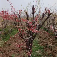 هرس کاری وبیل زنی و گل کاری و گیاه کاری|خدمات باغبانی و درختکاری|هشتگرد, قاسم آباد بزرگ|دیوار