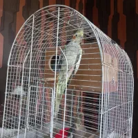 عروس هلندی مولد|پرنده|وحیدیه, |دیوار