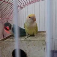 طوطی برزیلی مولد با۴ تخم