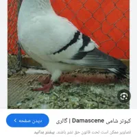 کبوتر شامی ماده خ