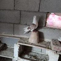 کبوتر پشتار|پرنده|خسروشاه, |دیوار