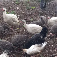 شاخدارسفیدطوسی|حیوانات مزرعه|رضوانشهر, |دیوار