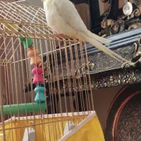 عروس هلندی گم شده