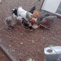 انواع خروس وبوقلمون نر