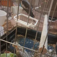 فروش عروس هلندی