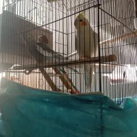 عروس هلندی مولد رو تخم|پرنده|حبیب آباد, |دیوار