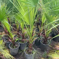 ‌پالم واشنگتن ( حراج)|خدمات باغبانی و درختکاری|سلمان‌شهر, |دیوار