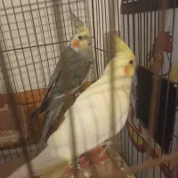 فروش یه جفت طوطی عروس لوتینو  .تشان هستم