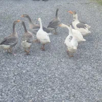 غاز سرحال ارگانیک دورگه فروشی