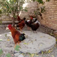 فروش خروس محلی