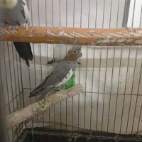 عروس هلندی. جفت|پرنده|رباطکریم, رباطکریم|دیوار