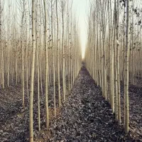 صنوبر به قیمت پارسال دونه ای حراج کردم 24هزار