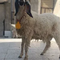 بره قوچ مری یا ارک